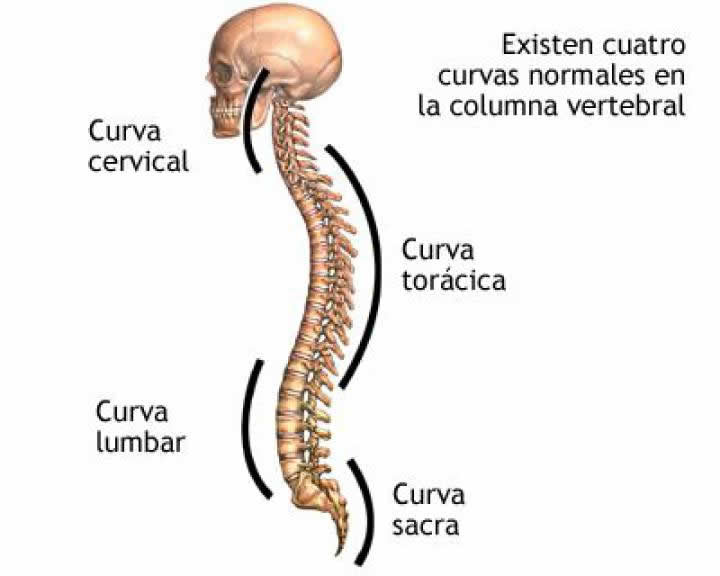 curvas-normales-de-la-columna Portear sí, pero no de cualquier manera. - Nascere - Maternidad y Crianza