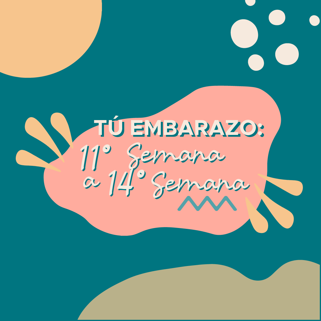 Tu embarazo: 11° Semana a 14° Semana