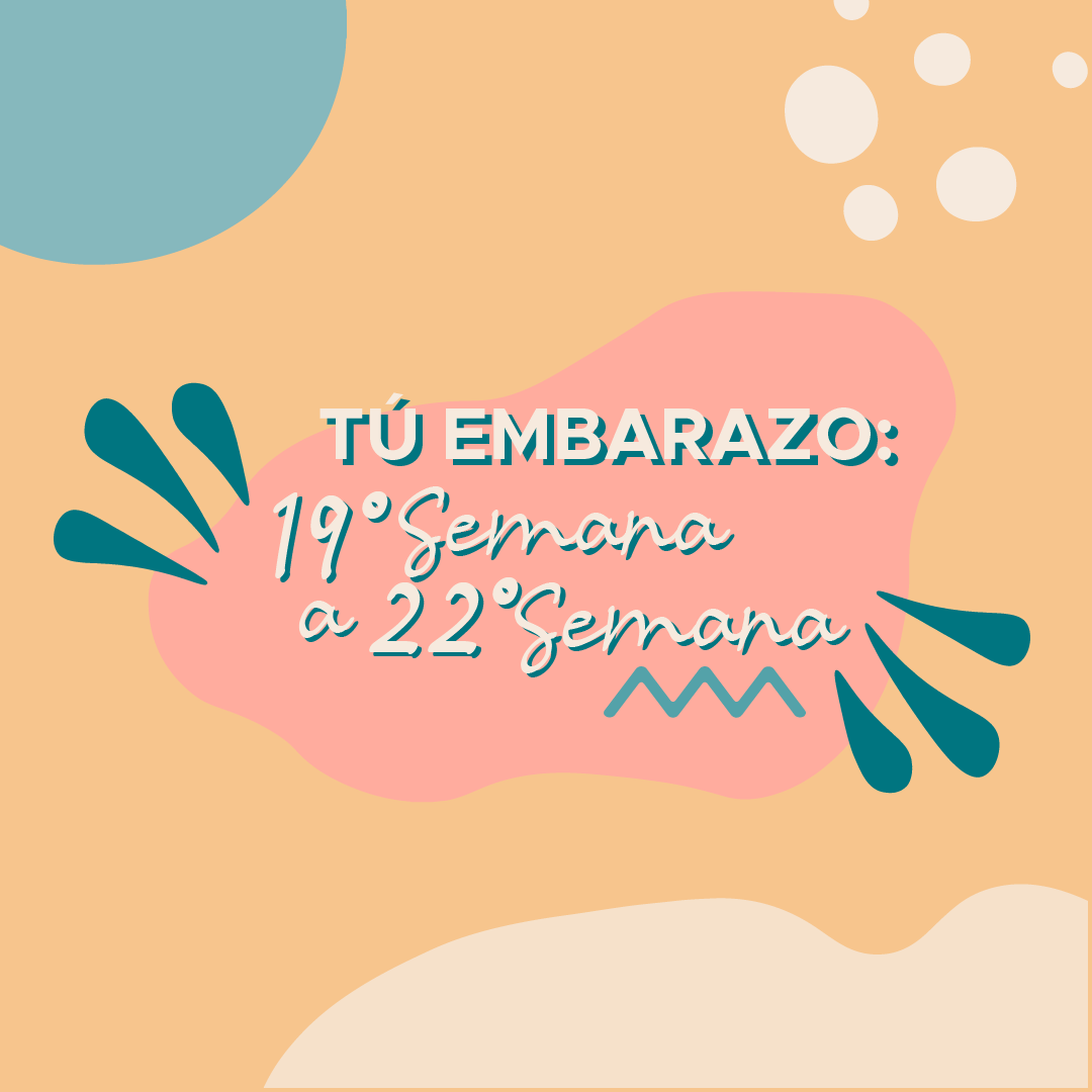 Tu embarazo: 19° semana a 22° semana