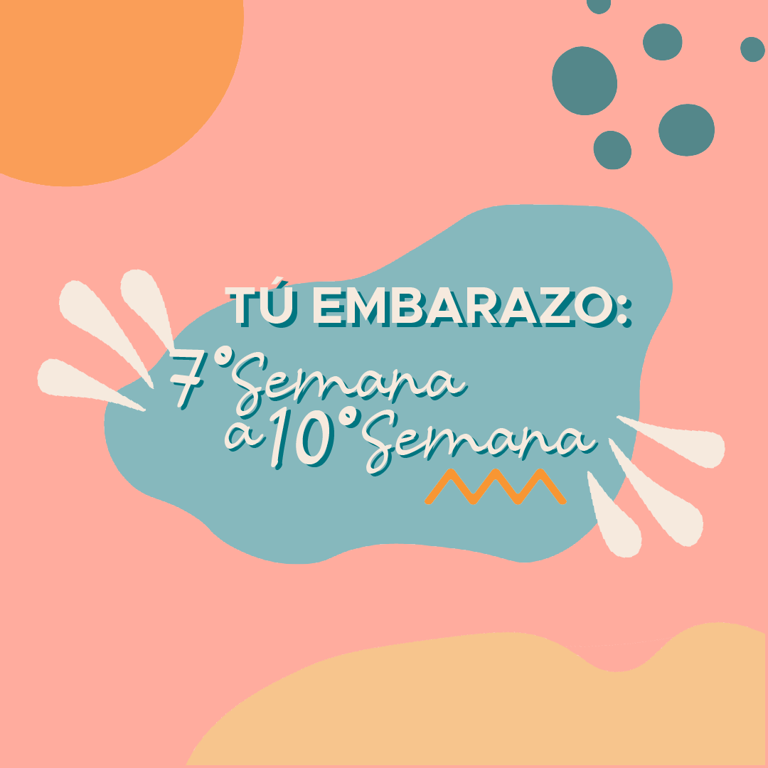 Tu embarazo: 7° Semana a 10° Semana